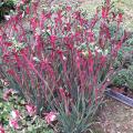Anigozanthos - Plante kangourou