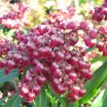 Pieris japonica 'Passion' - Andromède Pieris japonica 'Passion' - Andromède