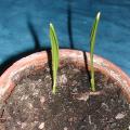 Dattier - Phoenix dactylifera