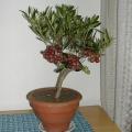 Olivier bonsa� - Olea europaea