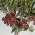 Olivier bonsa� - Olea europaea