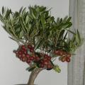 Olivier bonsa� - Olea europaea