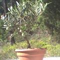 Olivier bonsa� - Olea europaea