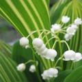 Muguet panach� - Convallaria majalis 'Variegata'