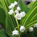 Muguet panaché - Convallaria majalis 'Variegata'