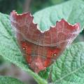 D�coupure - Papillon 