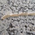 Chenille processionnaire