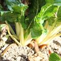 Bette à carde blanche - Beta vulgaris cicla