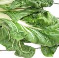 Bette à carde blanche - Beta vulgaris cicla Bette à carde blanche - Beta vulgaris cicla