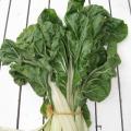 Bette à carde blanche - Beta vulgaris cicla