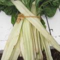 Bette à carde blanche - Beta vulgaris cicla