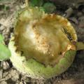 D�g�t des gu�pes sur les fruits