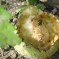 D�g�t des gu�pes sur les fruits