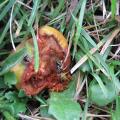 D�g�t des gu�pes sur les fruits