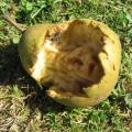 D�g�t des gu�pes sur les fruits
