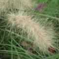 Pennisetum villosum Pennisetum villosum
