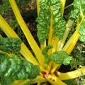 Bette à carde jaune - Beta vulgaris cicla Bette à carde jaune - Beta vulgaris cicla