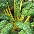 Bette à carde jaune - Beta vulgaris cicla