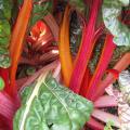 Bette � carde rouge - Beta vulgaris cicla