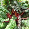 Bette � carde rouge - Beta vulgaris cicla