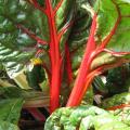 Bette � carde rouge - Beta vulgaris cicla