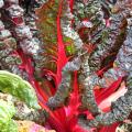 Bette � carde rouge - Beta vulgaris cicla