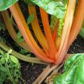 Bette � carde orange - Beta vulgaris cicla  