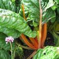 Bette � carde orange - Beta vulgaris cicla  