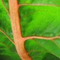 Bette � carde orange - Beta vulgaris cicla  