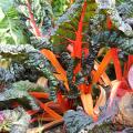 Bette � carde orange - Beta vulgaris cicla  