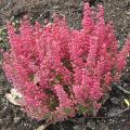 Bruy�re - Erica - Calluna 