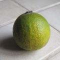 Citron vert - Citrus limon - Agrume