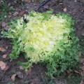 Chicorée frisée - Salade Chicorée frisée - Salade