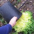 Chicor�e fris�e - Salade