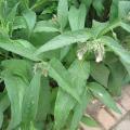 Consoude de Russie - Symphytum x uplandicum