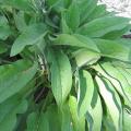 Consoude de Russie - Symphytum x uplandicum