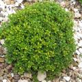 Thym citron panaché - Thymus citriodorus