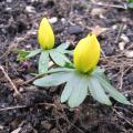 Eranthis hyemalis - Héllebore d'hiver - Helléborine
