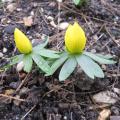 Eranthis hyemalis - Héllebore d'hiver - Helléborine