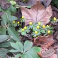 Eranthis hyemalis - Héllebore d'hiver - Helléborine