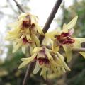 Chimonanthus praecox Chimonanthus praecox