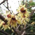 Chimonanthus praecox