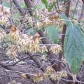 Chimonanthus praecox
