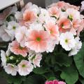 Primula obconica - Primevère obconique