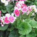 Primula obconica - Primevère obconique