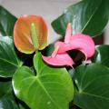 Anthurium - Langue de feu