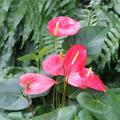 Anthurium - Langue de feu