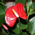 Anthurium - Langue de feu