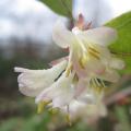 Sarcococca Sarcococca