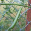 Vesce commune - Vicia sativa